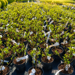 Hortenzia metlinatá (Hydrangea paniculata) ‘LIVING RASPBERRY PINK’® by LIVING CREATIONS® - výška 20-30 cm, kont. C1,5L